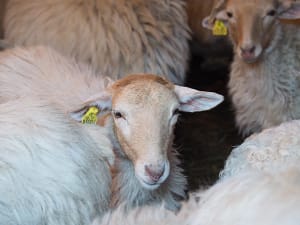 Succès de l&rsquo;aide apportée au GAEC Triolait